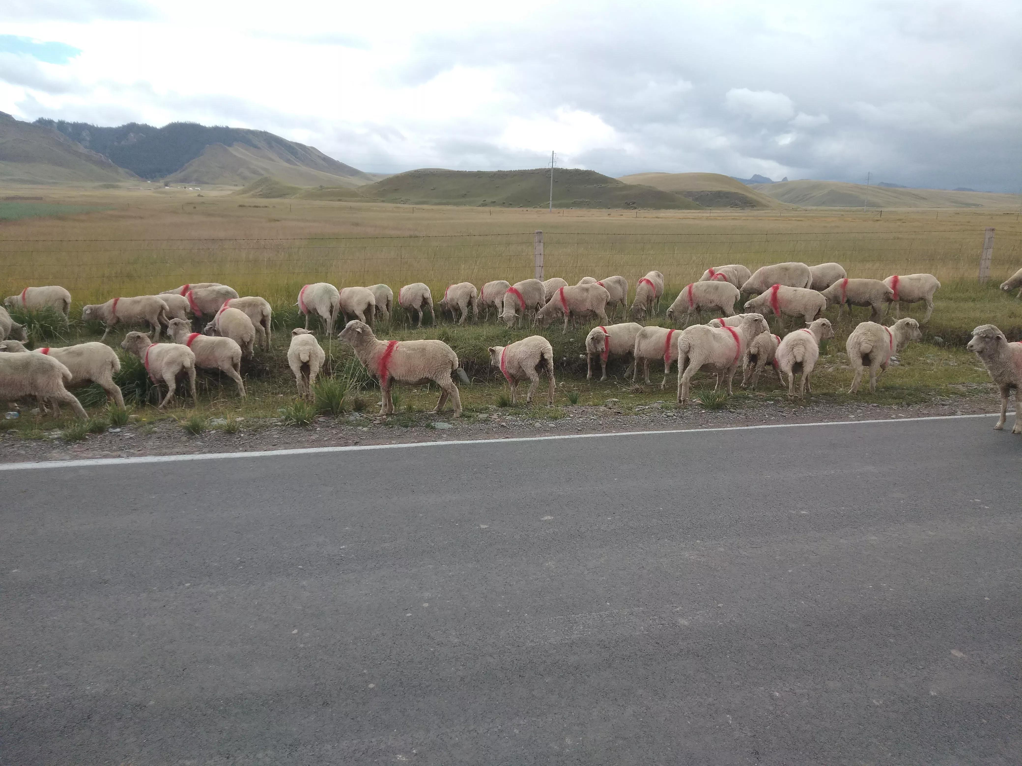 养100只羊如何盈利啊,养羊养什么羊效益最好