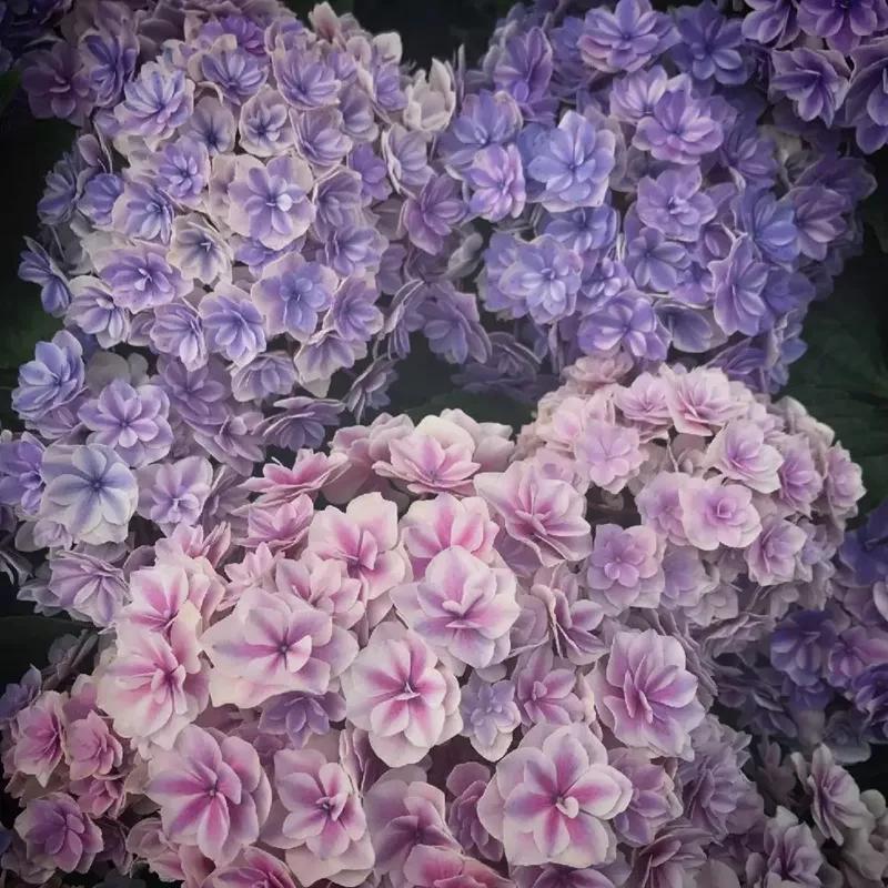 春季绣球叶子发皱怎么回事,夏季绣球老叶子都干枯怎么处理