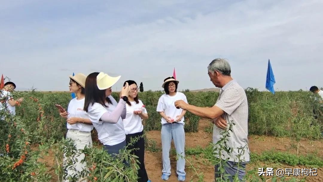 宁夏中宁县早康枸杞,早康枸杞宁夏中宁