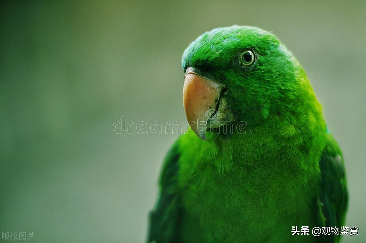 虎皮鹦鹉和牡丹鹦鹉哪个会说话,鹦鹉会学人说话它有趣在哪儿