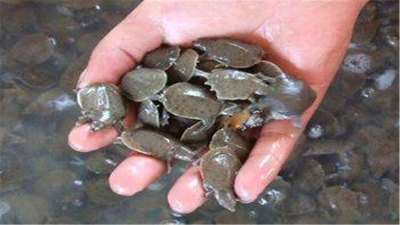 龟鳖养殖技术培训,甲鱼养殖拌料技巧