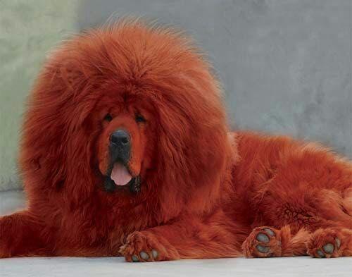 中国十大名狗图片排名,十大名狗排行榜