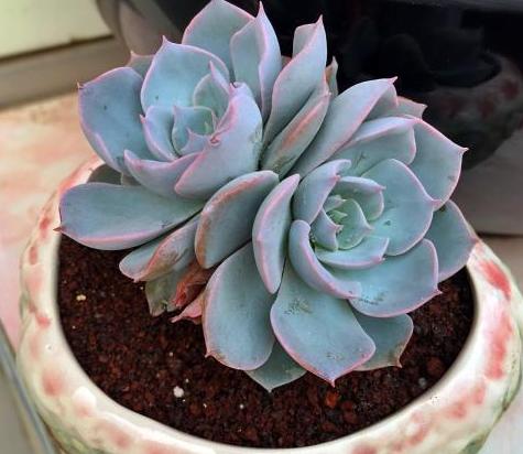 蓝石莲烂根后怎么处理,蓝石莲怎么养才能爆盆