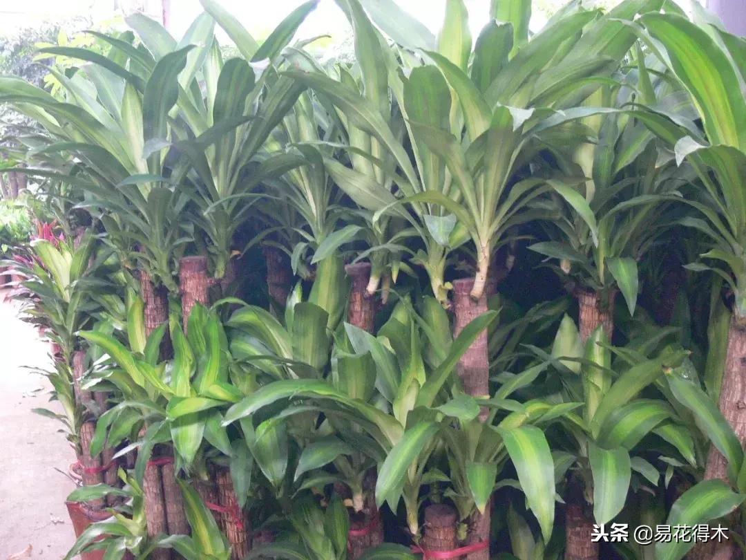 巴西木树的病虫害防治,巴西木霉菌怎么处理