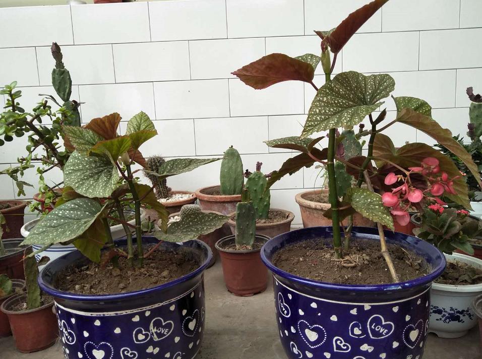 竹节海棠叶片发蔫儿是怎么回事,竹节海棠发蔫儿了怎么办