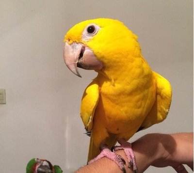 金太阳鹦鹉几种颜色,金太阳鹦鹉有多聪明