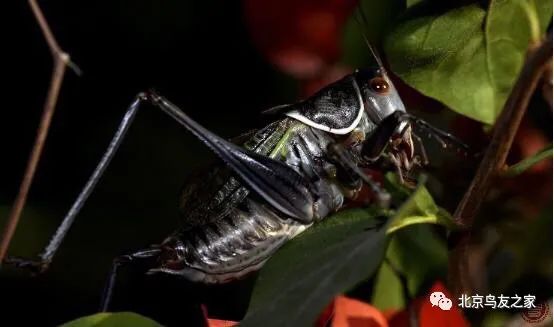 鑰佸寳浜殑楦h櫕鏈夊灏戠,鑰佸寳浜汉鐜╃殑鍥涘ぇ楦h櫕
