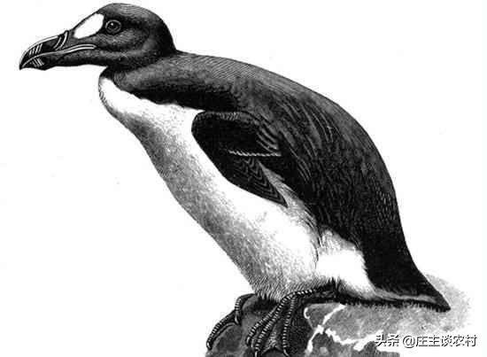 保护的小动物有哪些,保护类小动物