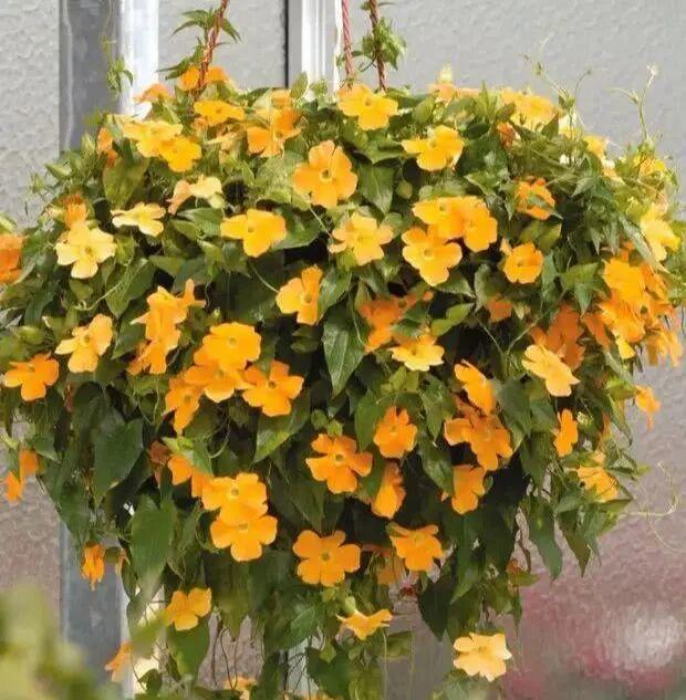 冬天茉莉能移盆吗,适合冬天养的花四季茉莉