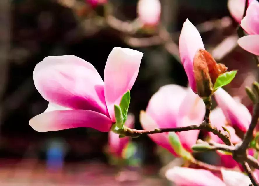 最适合赏花的花,视觉盛宴五种赏花名花供您选择