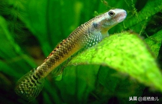 无需加热棒的大型鱼,不需加热棒又好看的鱼