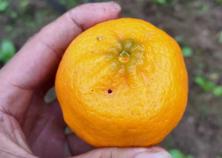 柑橘被虫害了怎么办,柑橘果实蝇危害