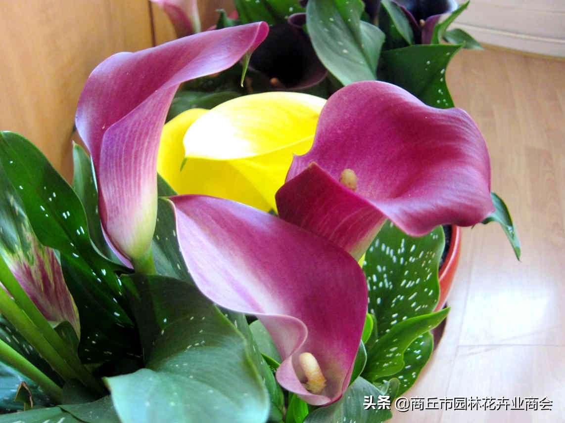 彩色马蹄莲花败后养护,彩色马蹄莲花变成绿色了