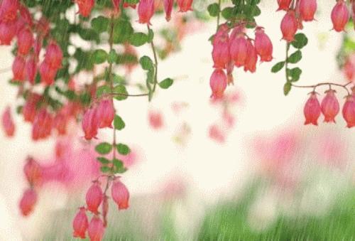 王羽诗句,王羽朗诵视频