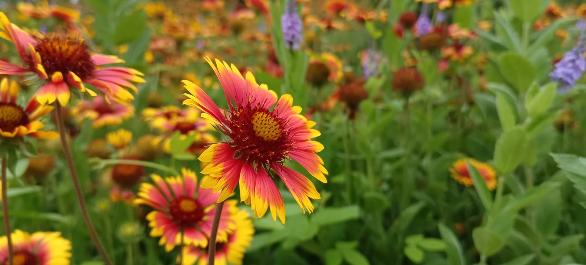 荣耀50se值得入手吗,荣耀50se值得入手吗现在
