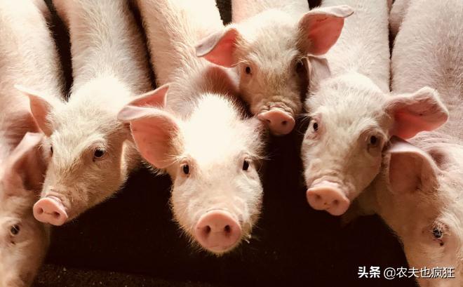 禁养令让农村养殖受限,国家禁止在禁养区养殖政策