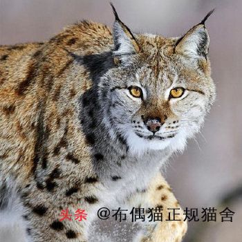 大型猫都有哪些品种？大型宠物猫的介绍和图片