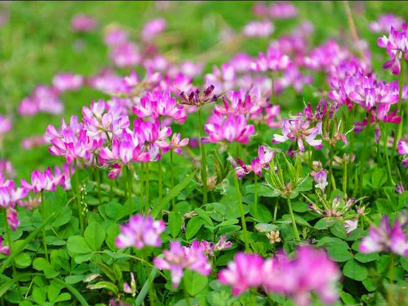 紫云英美景,紫云田园风景视频