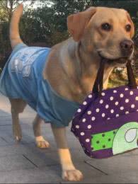 拉布拉多体外驱虫正确方法,拉布拉多虫子很多怎么办