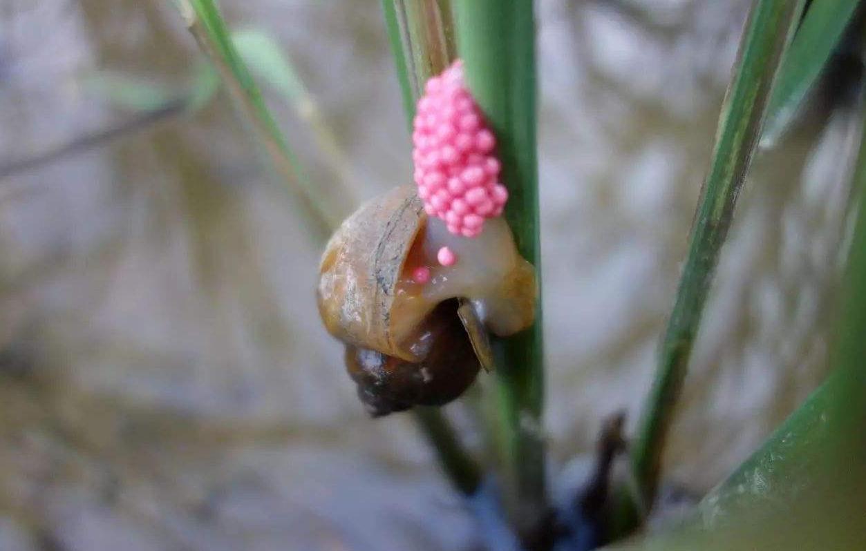 美国巨蟒vs中国巨蟒,中国的巨蟒vs美国的巨蟒