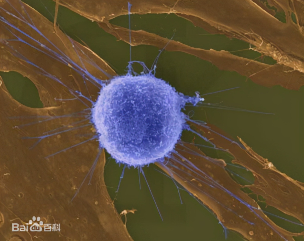 肝癌靶向和免疫一天可以做吗,肝癌用免疫制剂的作用和功效