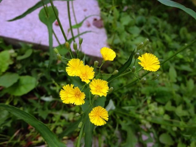 农村常见喂猪的猪菜,广东农村常见猪菜