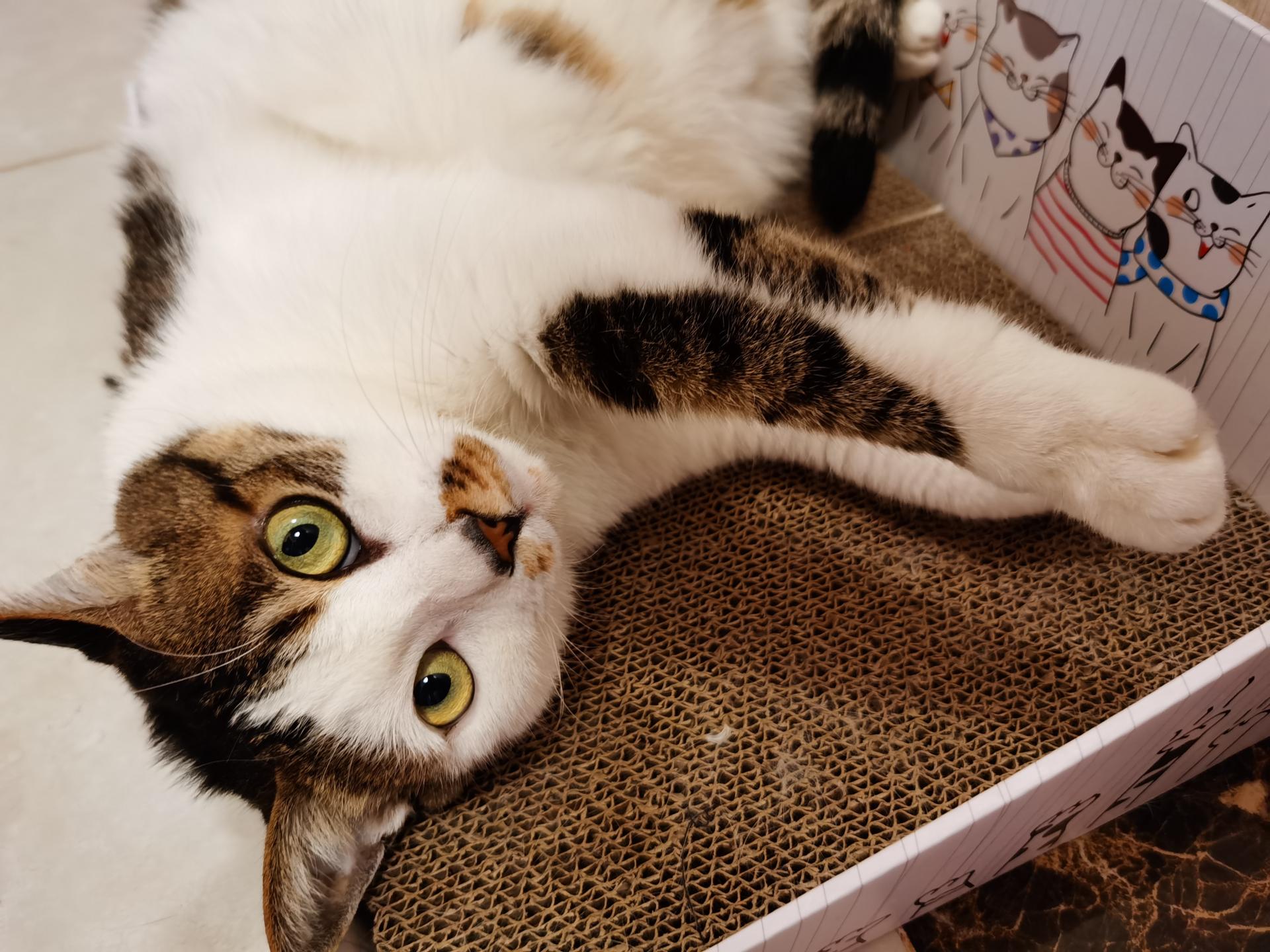 荣耀v30pro5g值不值得买,荣耀v30pro5g缺点与不足