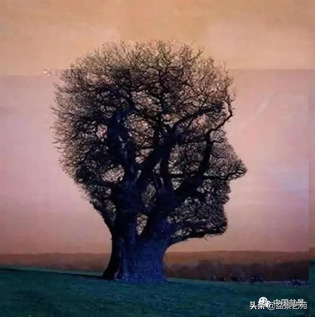 老树桩的造形特征有哪些,论述树桩盆景主要流派的艺术特点