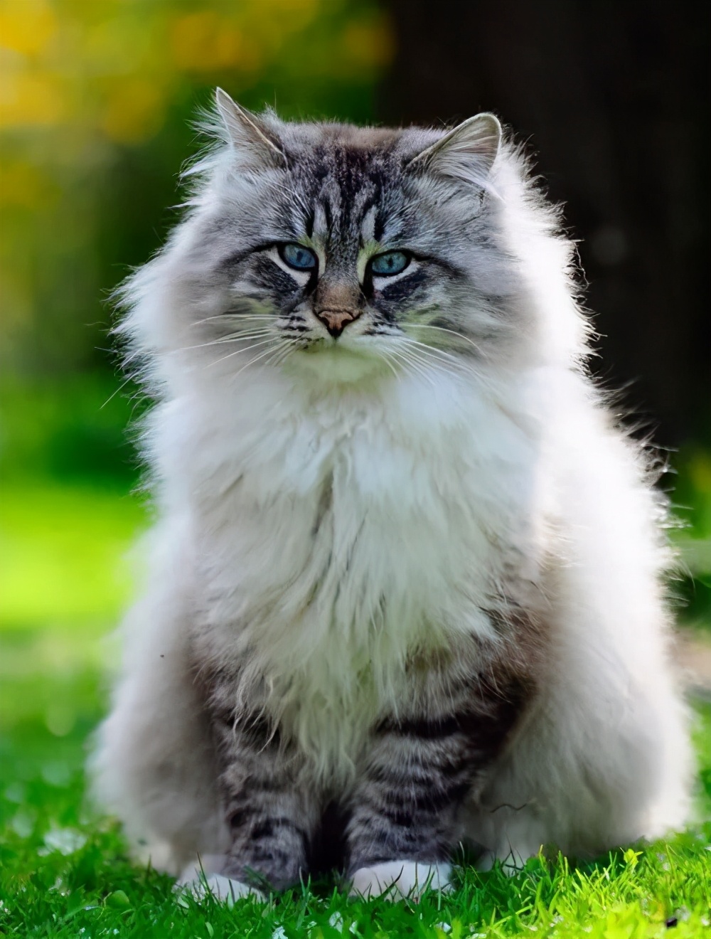 喵界的“荒野猎人”，被人误会多年，其实它才是俄罗斯的国猫