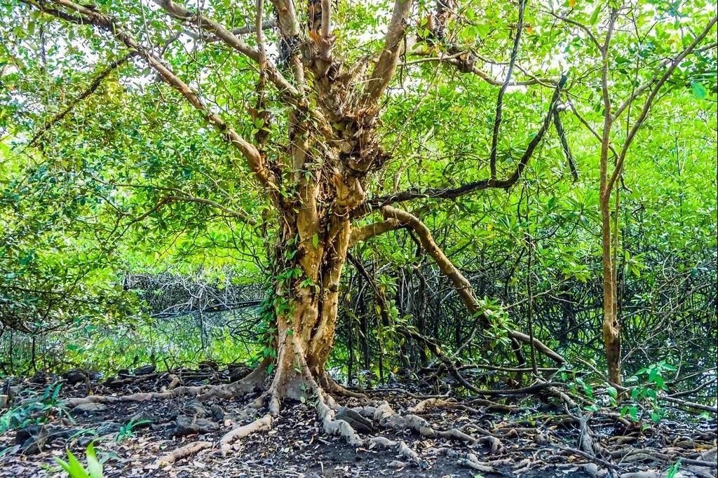 泰国普吉岛和芭提雅哪个值得去,普吉岛和芭提雅哪个值得去