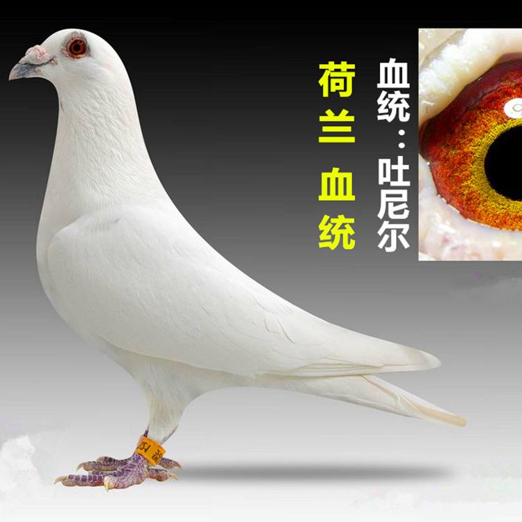 世界名鸽录,世界名鸽素材