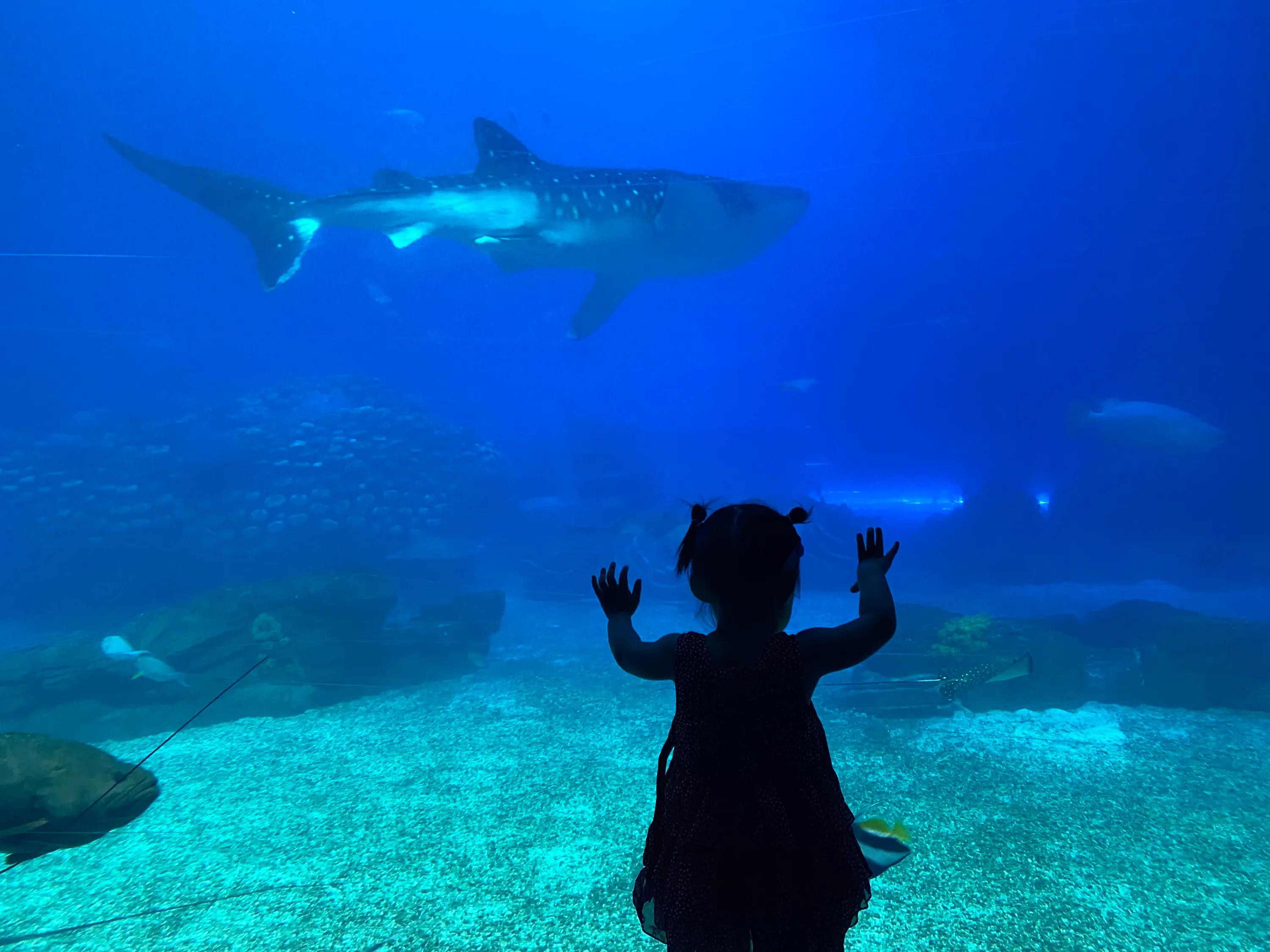 超详细珠海长隆海洋王国攻略,珠海长隆海洋王国攻略最新图片