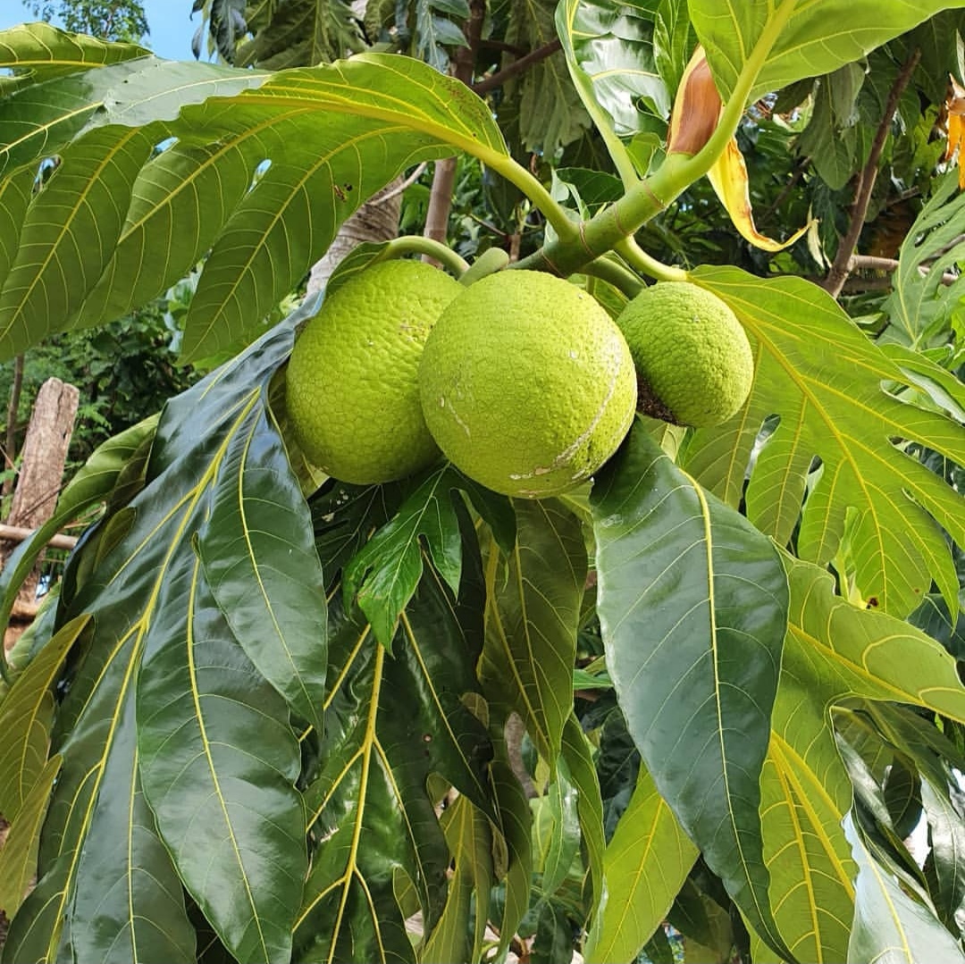 现实中恶魔果实原型,真实恶魔果实照片