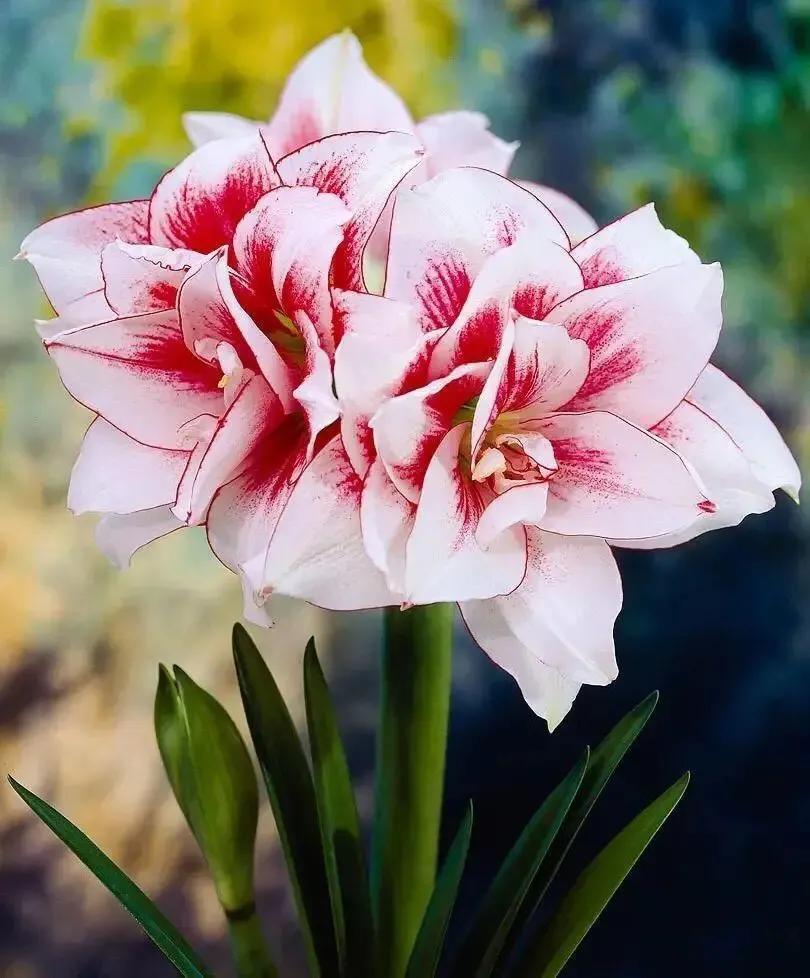 老北京歇后语无依无靠,老北京骂人的歇后语