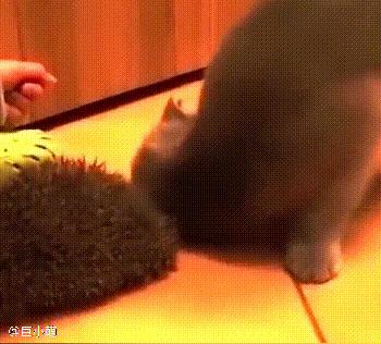 主人给猫咪带来了一只刺猬，猫咪没有抗拒，还喜欢用脑袋往刺上蹭