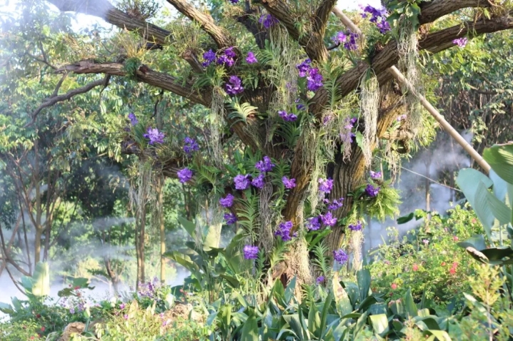 放假的时候逛了青秀山,去青秀山游玩收获了哪些