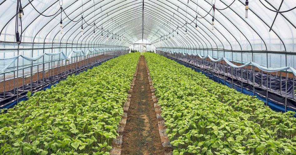 大棚湿度最佳解决方法,大棚育苗怎么控制温度湿度