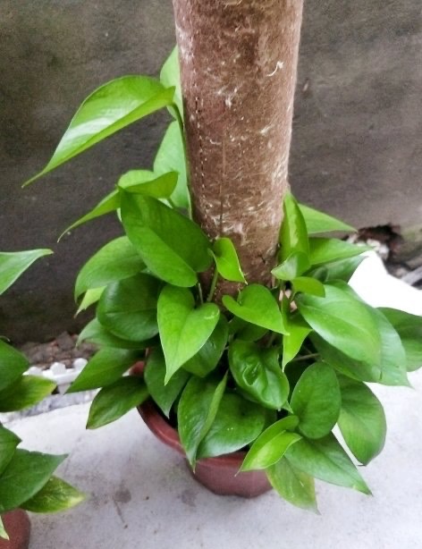 绿萝冻伤叶子发黄怎么救,绿萝叶子冻伤掉完了就剩藤条了