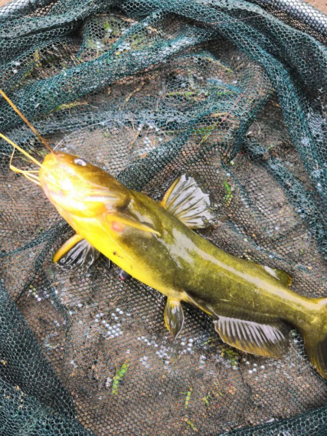 调漂高手,高手怎样调漂