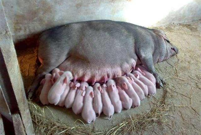 母猪产子小猪死亡率高,产房小猪死亡率高怎么解决