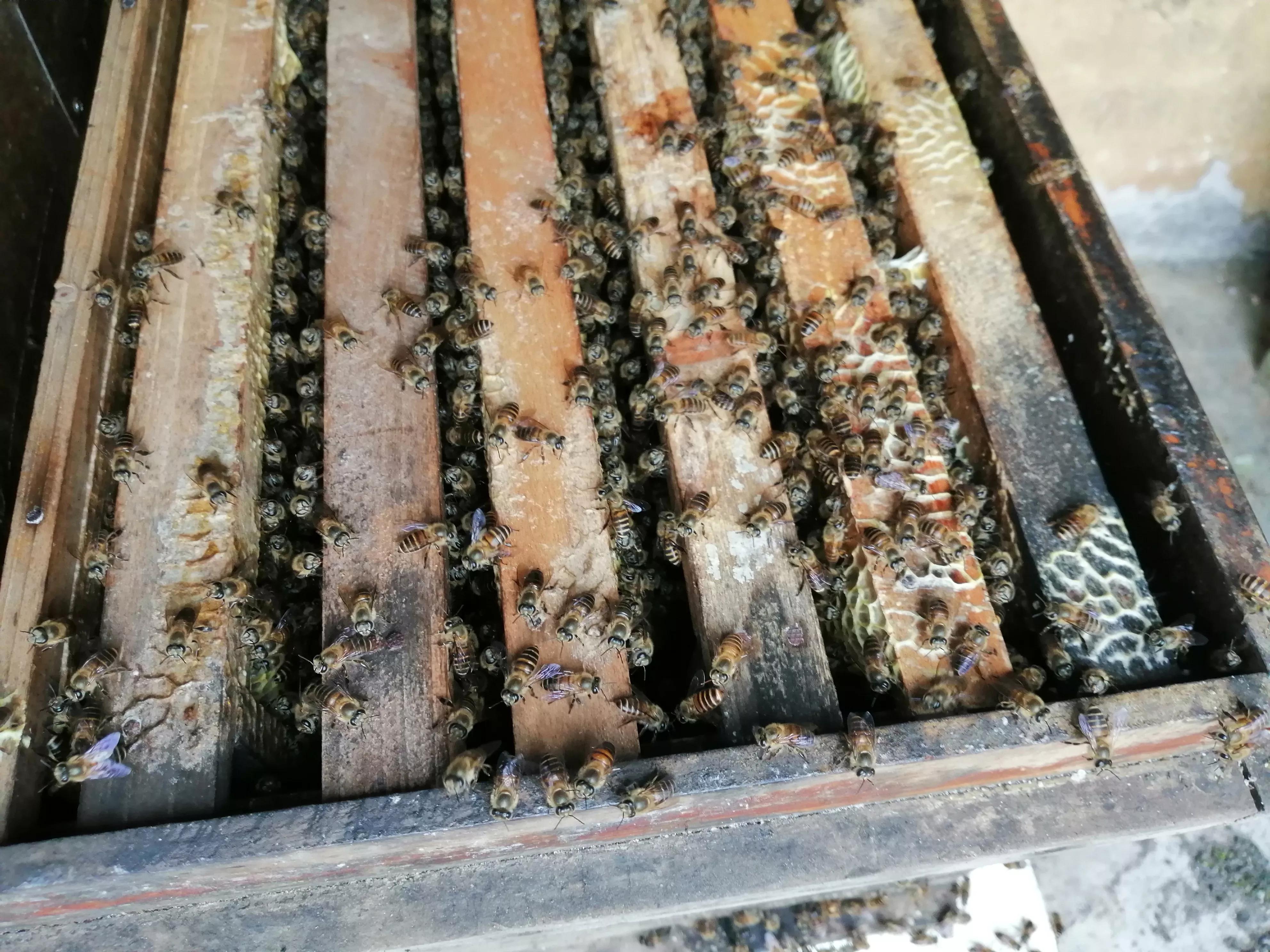 蜂群如何预防蚂蚁和蟑螂又不伤蜂,蜂箱内有蟑螂和蚂蚁怎样防治