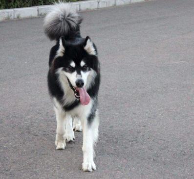 新手养狗阿拉斯加适合吗,阿拉斯加从小到大的饲养方式教程