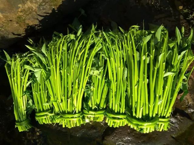 海南省临高县历史,海南临高风土人情