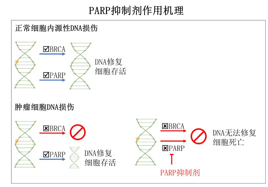 前列腺癌是怎么遗传的,前列腺癌的遗传特点是不完全外显