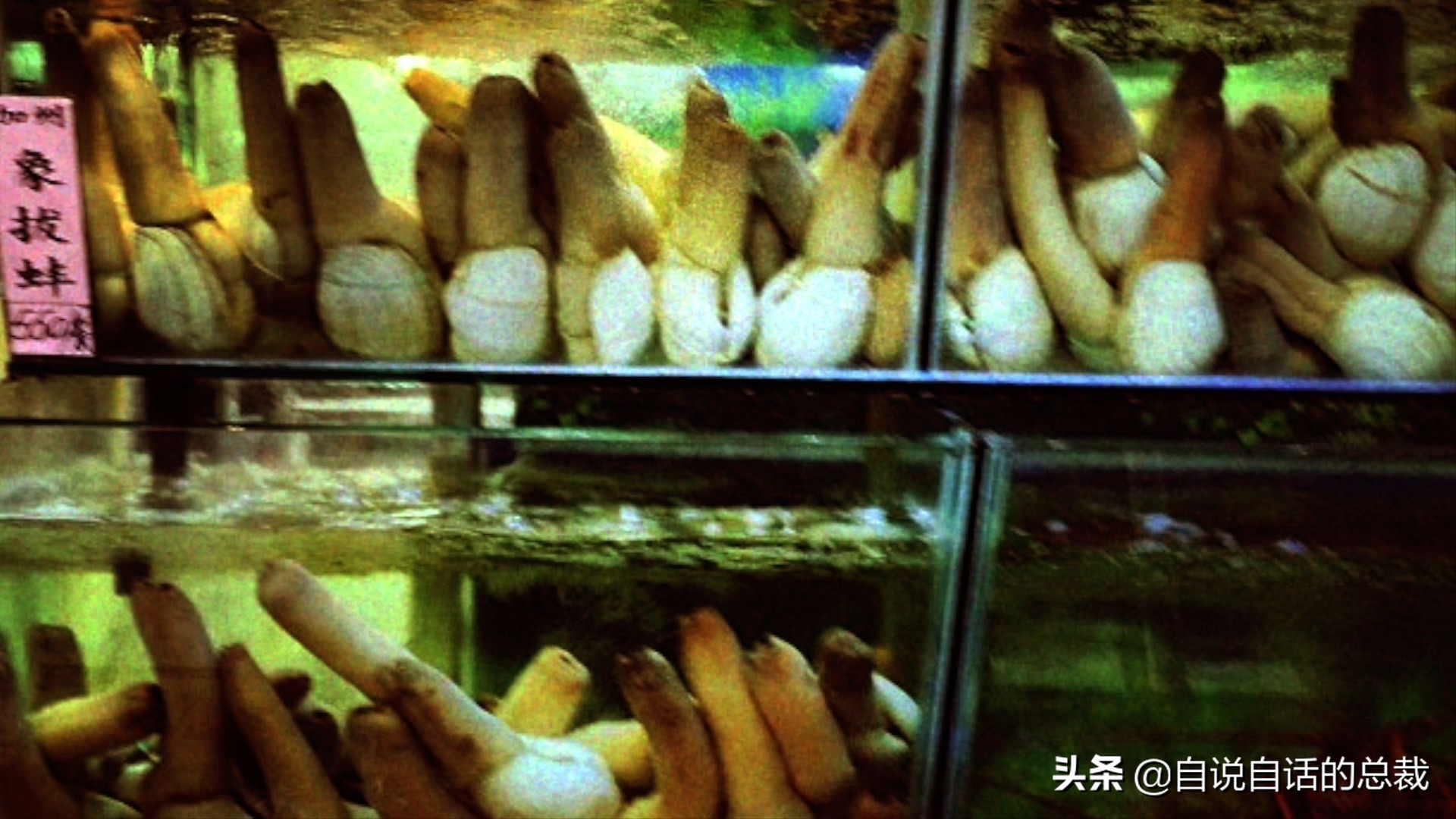 蛏子与小人蚬的区别,贻贝蛤蜊有什么区别