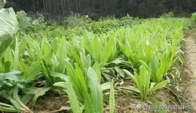 重庆小众避暑农家乐推荐,重庆南山高级农家乐排行榜前十名