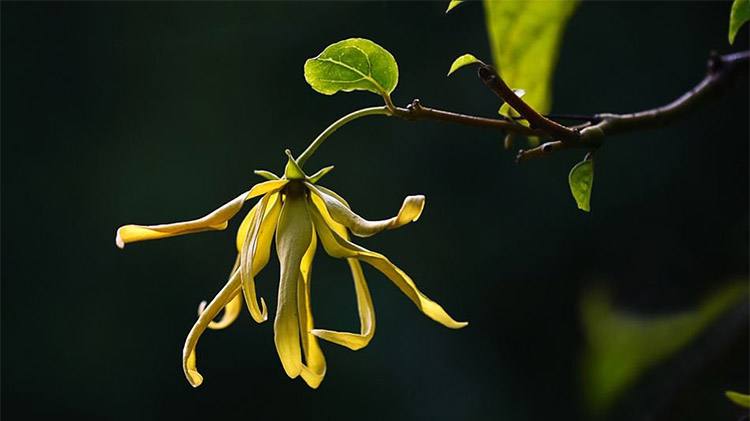依兰和依兰精油有什么区别,为什么说依兰很有名