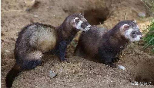 食猴鹰童年阴影,食猴鹰和猫鼠存在吗