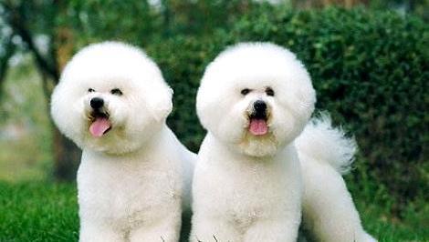 泰迪比熊串串瘦怎么养胖,比熊怎么能养胖