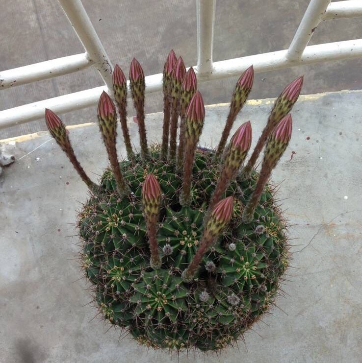 养仙人球运气好吗,仙人球养殖方法和浇水方法图片